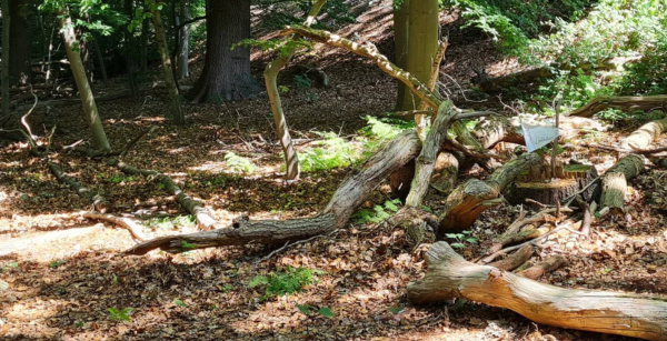 Kindergeburtstag im Wald – Bild 2